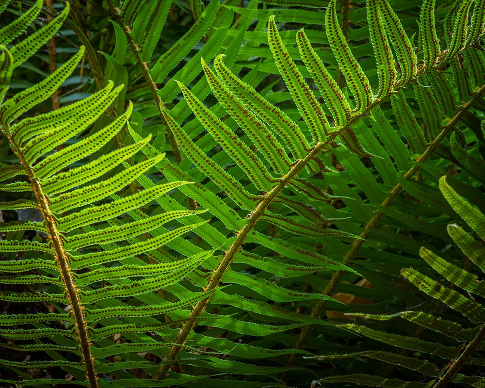 USA-Washington State-Seabeck Sunlit sword ferns in Anderson Landing County Park